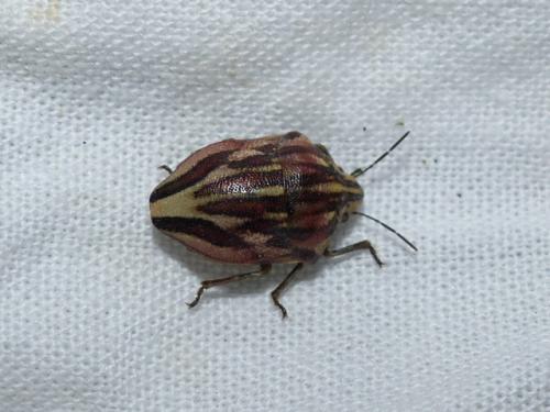 Odontotarsus purpureolineatus